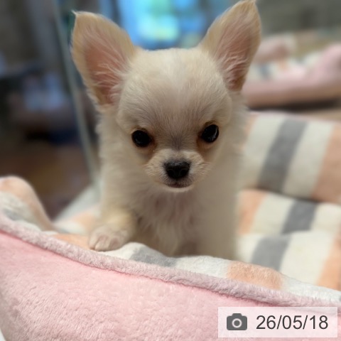 チワワの写真