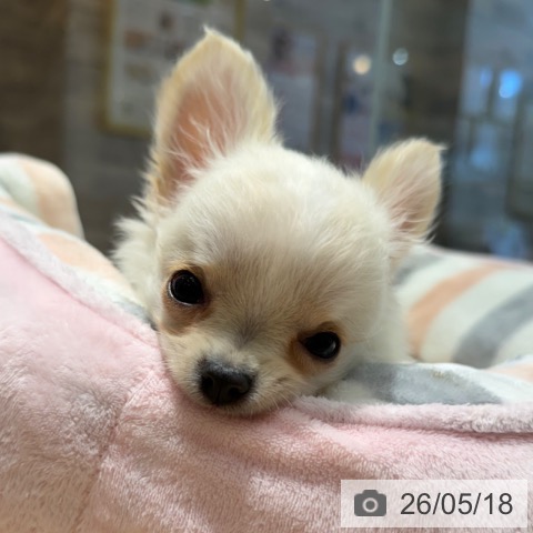 チワワの写真