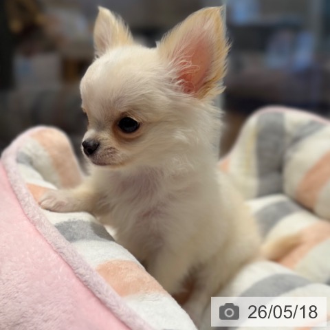 大阪府のチワワ(ロング) (ペットプラス 四條畷店/2026年3月12日生まれ/男の子/クリーム)の子犬の4枚目の画像