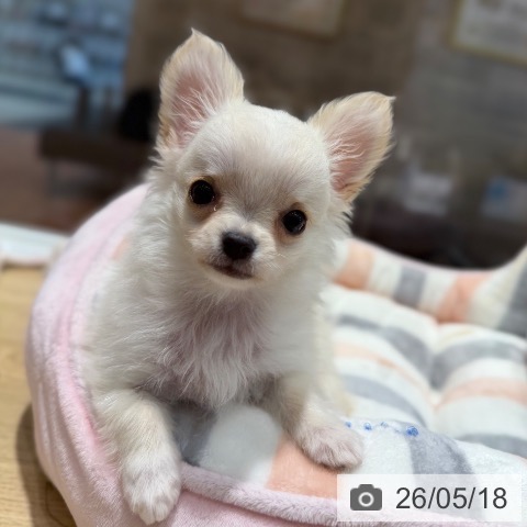 大阪府のチワワ(ロング) (ペットプラス 四條畷店/2026年3月12日生まれ/男の子/クリーム)の子犬の3枚目の画像