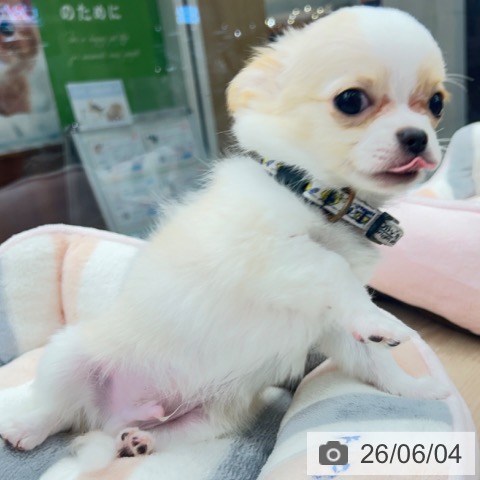 京都府のチワワ(ロング) (ペットプラス 京都桂川店/2026年3月18日生まれ/男の子/ホワイトクリーム)の子犬の3枚目の画像