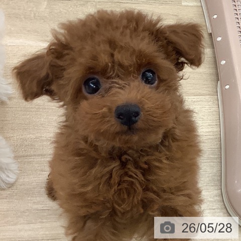大阪府のトイプードル(トイ) (ペットプラス りんくう泉南店/2026年3月10日生まれ/男の子/レッドフォーン)の子犬の4枚目の画像