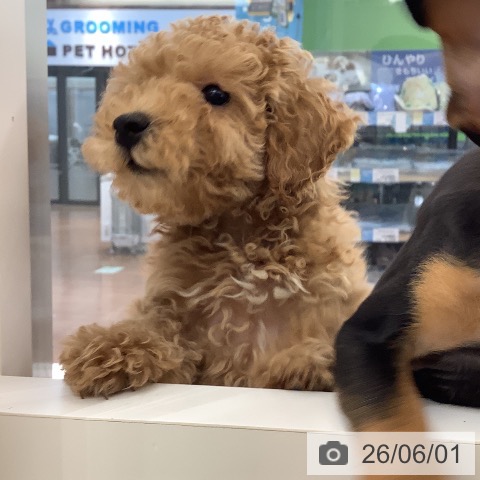 大阪府のトイプードル(トイ) (ペットプラス りんくう泉南店/2026年3月17日生まれ/男の子/オレンジフォーン)の子犬の3枚目の画像