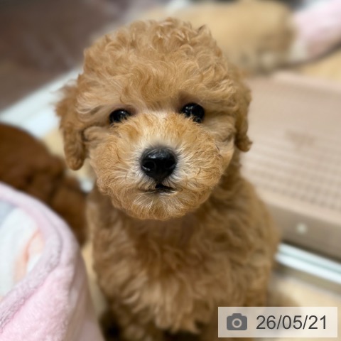大阪府のトイプードル(トイ) (ペットプラス 四條畷店/2026年3月17日生まれ/男の子/オレンジフォーン)の子犬の4枚目の画像