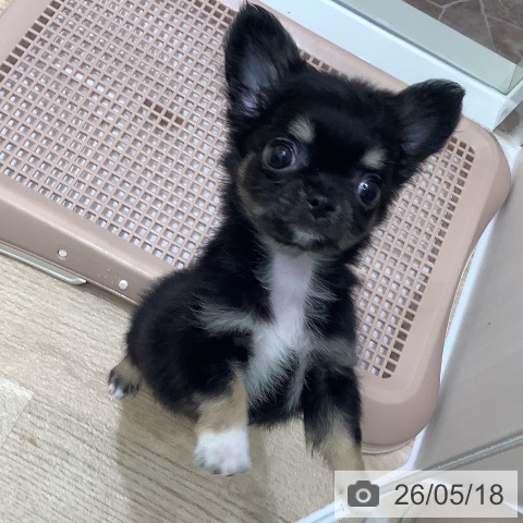 チワワの写真