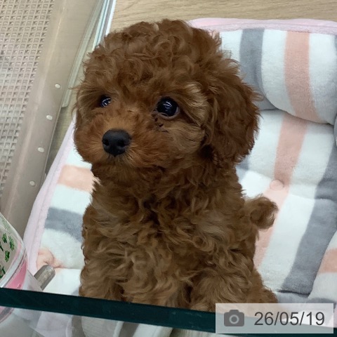 大阪府のトイプードル(トイ) (ペットプラス りんくう泉南店/2026年3月15日生まれ/男の子/レッドフォーン)の子犬の3枚目の画像