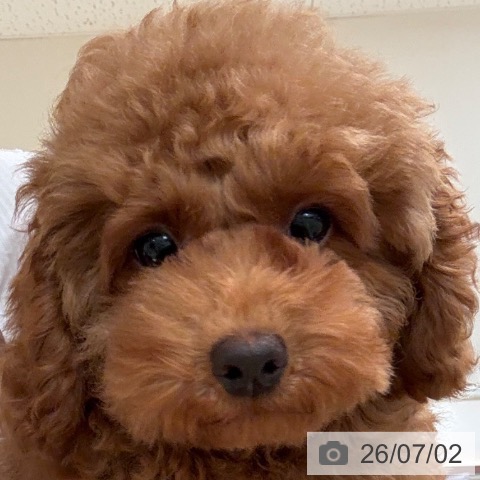 和歌山県のトイプードル(トイ) (ペットプラス 和歌山店/2026年3月15日生まれ/男の子/レッドフォーン)の子犬の4枚目の画像