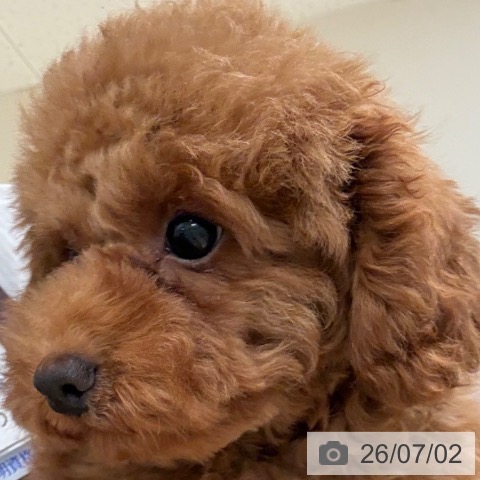 和歌山県のトイプードル(トイ) (ペットプラス 和歌山店/2026年3月15日生まれ/男の子/レッドフォーン)の子犬の3枚目の画像
