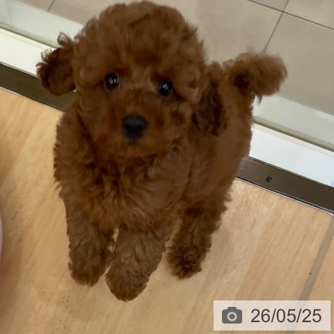 新潟県のトイプードル(トイ) (ペットプラス 新潟青山店/2026年3月15日生まれ/男の子/レッドフォーン)の子犬の4枚目の画像