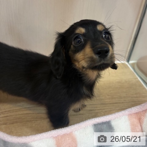 京都府のミニチュアダックスフンド(ロング) (ペットプラス イオンモールKYOTO店/2026年3月18日生まれ/男の子/ブラックタン)の子犬の3枚目の画像