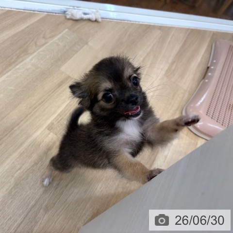 京都府のチワワ(ロング) (ペットプラス 久御山店/2026年3月15日生まれ/男の子/フォーン)の子犬の4枚目の画像