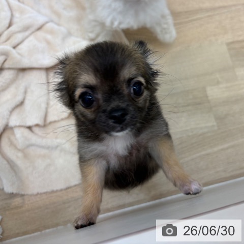 京都府のチワワ(ロング) (ペットプラス 久御山店/2026年3月15日生まれ/男の子/フォーン)の子犬の3枚目の画像