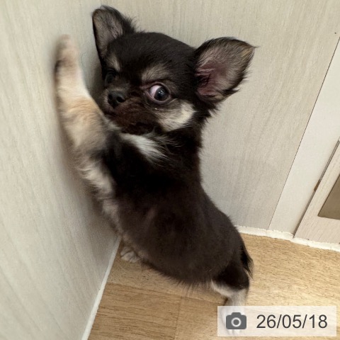 チワワの写真