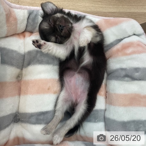 チワワの写真