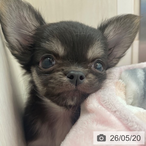 チワワの写真