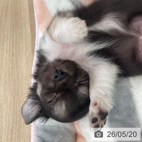 チワワの写真