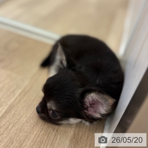 チワワの写真