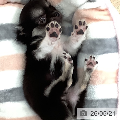 チワワの写真