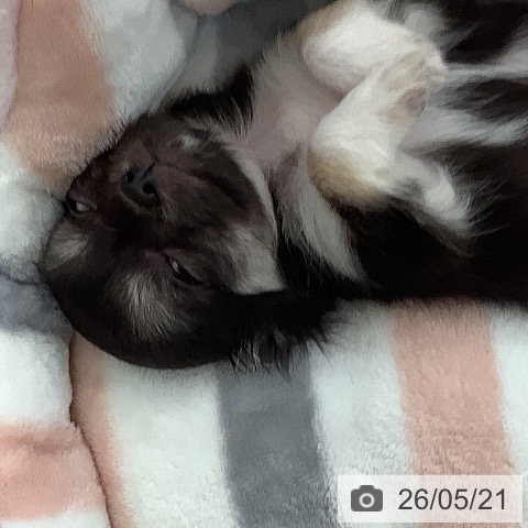 チワワの写真