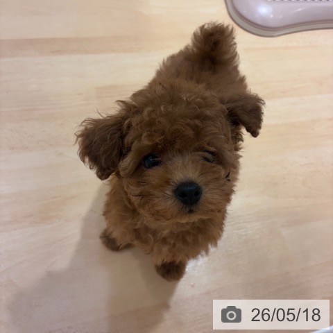 奈良県のトイプードル(トイ) (ペットプラス 大和郡山店/2026年3月10日生まれ/男の子/レッドフォーン)の子犬の3枚目の画像