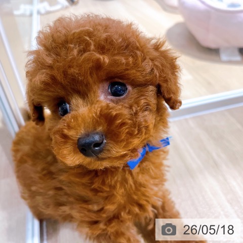 大阪府のトイプードル(トイ) (ペットプラス イオン大日店/2026年3月17日生まれ/男の子/レッドフォーン)の子犬の3枚目の画像