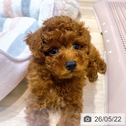 大阪府のトイプードル(トイ) (ペットプラス イオン大日店/2026年3月17日生まれ/男の子/レッドフォーン)の子犬の3枚目の画像