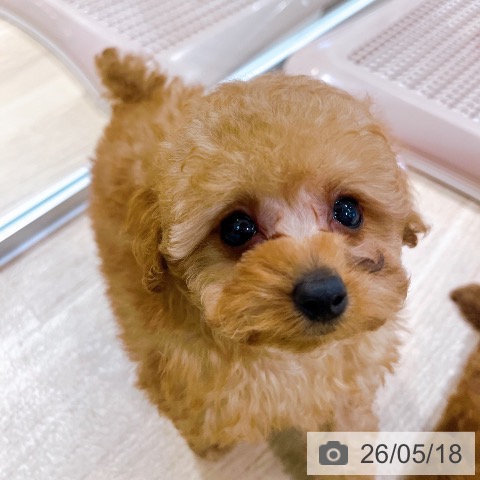 大阪府のトイプードル(トイ) (ペットプラス イオン大日店/2026年3月8日生まれ/男の子/オレンジフォーン)の子犬の4枚目の画像