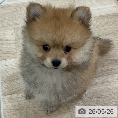 新潟県のポメラニアン (ペットプラス 新潟南店/2026年3月16日生まれ/男の子/オレンジ)の子犬の3枚目の画像