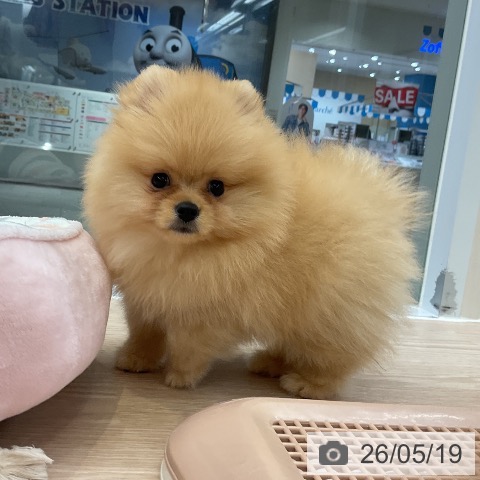大阪府のポメラニアン (ペットプラス ららぽーと和泉店/2026年3月4日生まれ/男の子/クリーム)の子犬の3枚目の画像