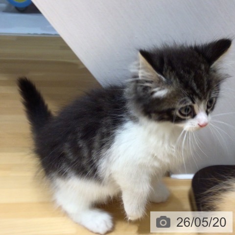 ノルウェージャンフォレストキャットの写真