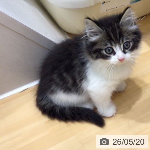 ノルウェージャンフォレストキャットの写真