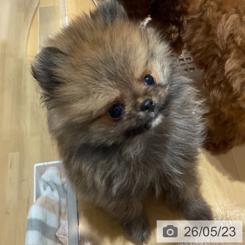 埼玉県のポメラニアン (ペットプラス 与野店/2026年3月20日生まれ/女の子/オレンジセーブル)の子犬の4枚目の画像