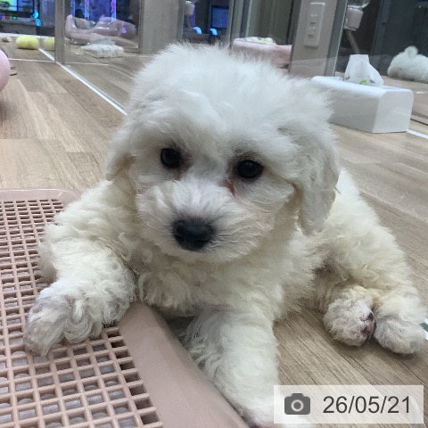 大阪府のビションフリーゼ (ペットプラス 鶴見店/2026年3月12日生まれ/男の子/ホワイト)の子犬の4枚目の画像