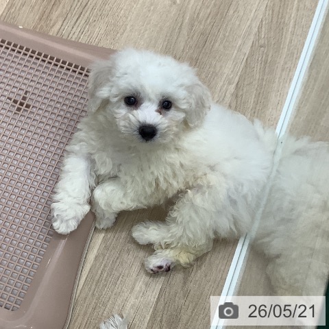 大阪府のビションフリーゼ (ペットプラス 鶴見店/2026年3月12日生まれ/男の子/ホワイト)の子犬の3枚目の画像
