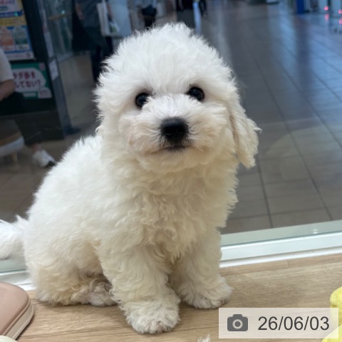 大阪府のビションフリーゼ (ペットプラス 堺北花田店/2026年3月12日生まれ/男の子/ホワイト)の子犬の3枚目の画像