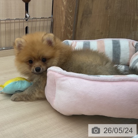 埼玉県のポメラニアン (ペッツワン 浦和美園店/2026年3月19日生まれ/男の子/オレンジ)の子犬の3枚目の画像