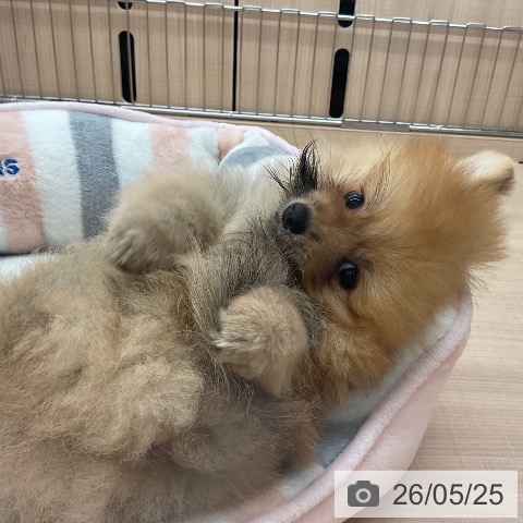 埼玉県のポメラニアン (ペッツワン 浦和美園店/2026年3月19日生まれ/男の子/オレンジ)の子犬の4枚目の画像