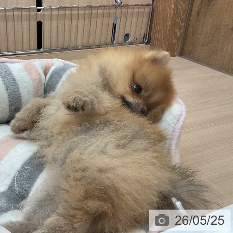 埼玉県のポメラニアン (ペッツワン 浦和美園店/2026年3月19日生まれ/男の子/オレンジ)の子犬の3枚目の画像