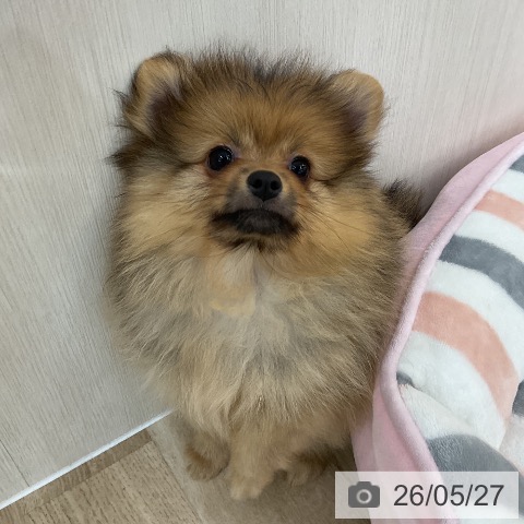 群馬県のポメラニアン (ペットプラス 前橋店/2026年3月19日生まれ/女の子/ウルフセーブル)の子犬の4枚目の画像