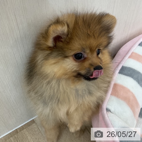 群馬県のポメラニアン (ペットプラス 前橋店/2026年3月19日生まれ/女の子/ウルフセーブル)の子犬の4枚目の画像