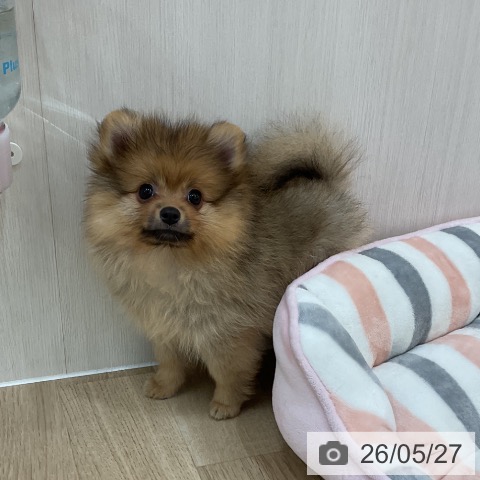 群馬県のポメラニアン (ペットプラス 前橋店/2026年3月19日生まれ/女の子/ウルフセーブル)の子犬の3枚目の画像
