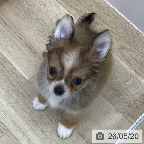 チワワの写真
