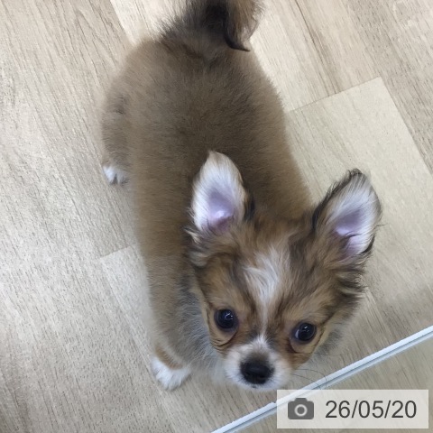 チワワの写真