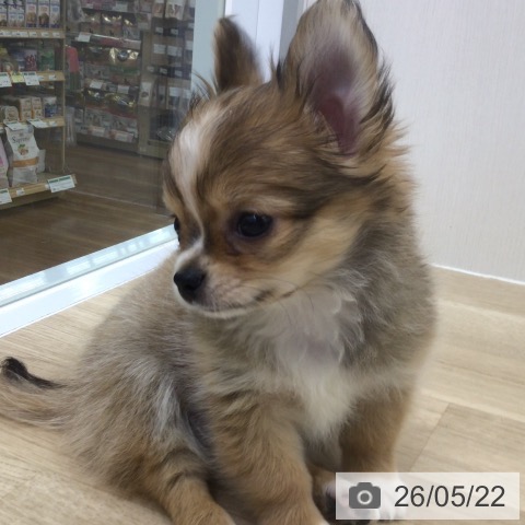 福島県のチワワ(ロング) (ペットプラス 福島店/2026年3月19日生まれ/男の子/レッドホワイト)の子犬の3枚目の画像