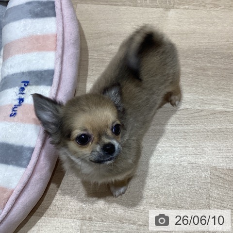 埼玉県のチワワ(ロング) (ペットプラス ららぽーと富士見店/2026年3月19日生まれ/女の子/フォーンホワイト)の子犬の3枚目の画像