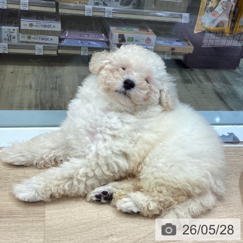 東京都のトイプードル(トイ) (ペットプラス むさし村山店/2026年3月19日生まれ/男の子/クリーム)の子犬の4枚目の画像