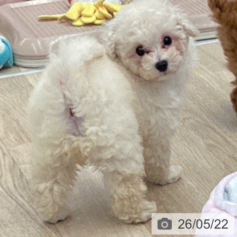 東京都のトイプードル(トイ) (ペットプラス むさし村山店/2026年3月19日生まれ/男の子/クリーム)の子犬の3枚目の画像