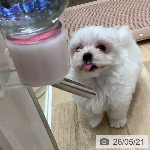 大阪府のマルチーズ (ペットプラス 鶴見店/2026年3月18日生まれ/男の子/ホワイト)の子犬の4枚目の画像