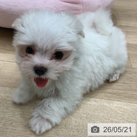 大阪府のマルチーズ (ペットプラス 鶴見店/2026年3月18日生まれ/男の子/ホワイト)の子犬の3枚目の画像