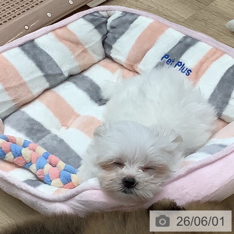 大阪府のマルチーズ (ペットプラス 鶴見店/2026年3月18日生まれ/男の子/ホワイト)の子犬の4枚目の画像